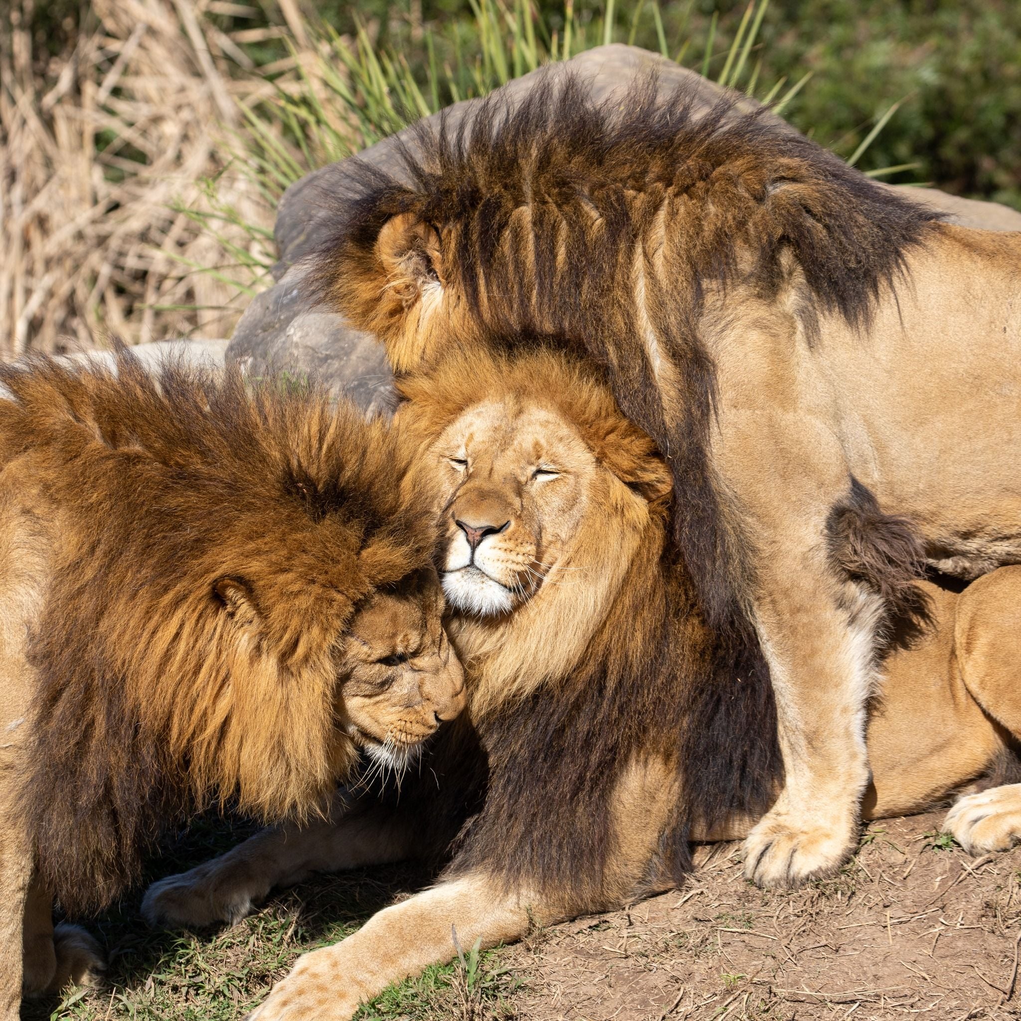 Sydney Zoo November Public Day Tour November 2022 Image -636ff9d789f51